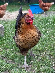 Black rock hen