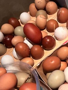 large selection free range