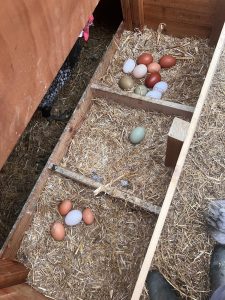 laying boxes happy hens