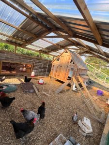 Luxury hen accomodation