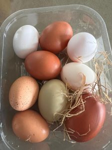 Range of egg colours